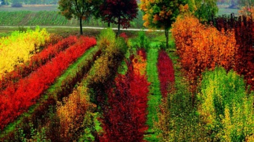 Autunno in giardino: 6 Consigli.