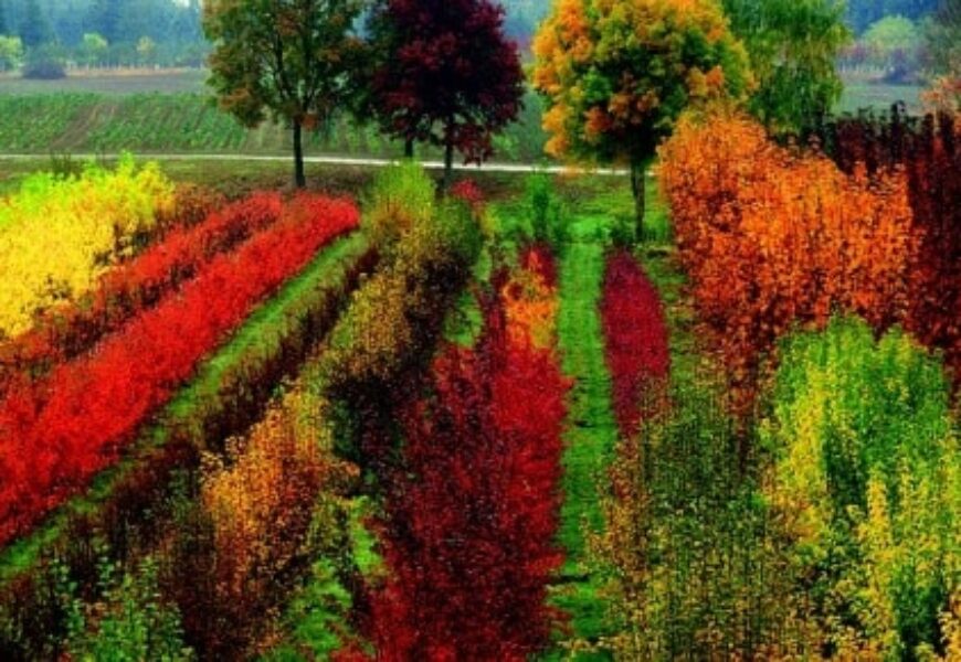 Autunno in giardino: 6 Consigli.