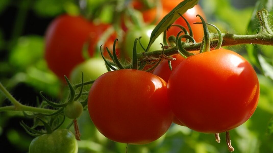 L’orto in casa: 7 consigli.