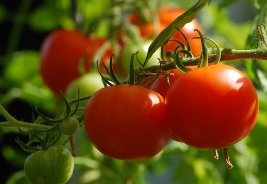 L’orto in casa: 7 consigli.