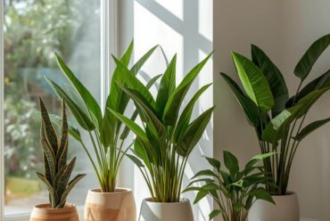 Piante da appartamento: come arredare la casa con stile e benessere