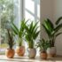 Piante da appartamento: come arredare la casa con stile e benessere