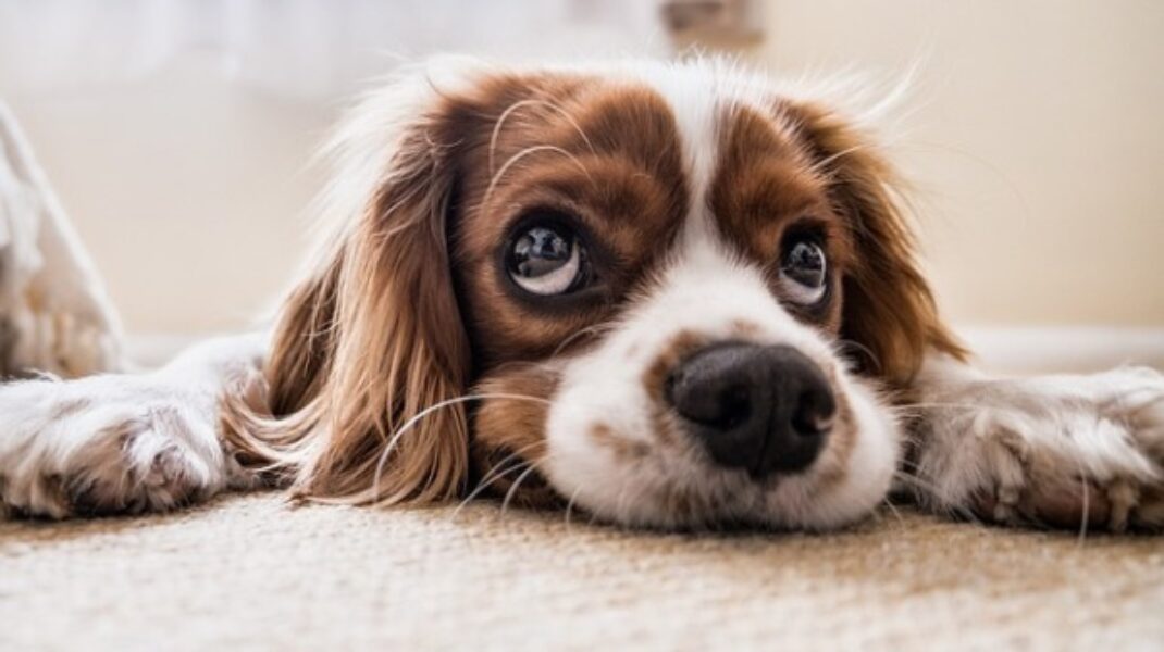 Cani in appartamento: Diritti e doveri dell’inquilino.