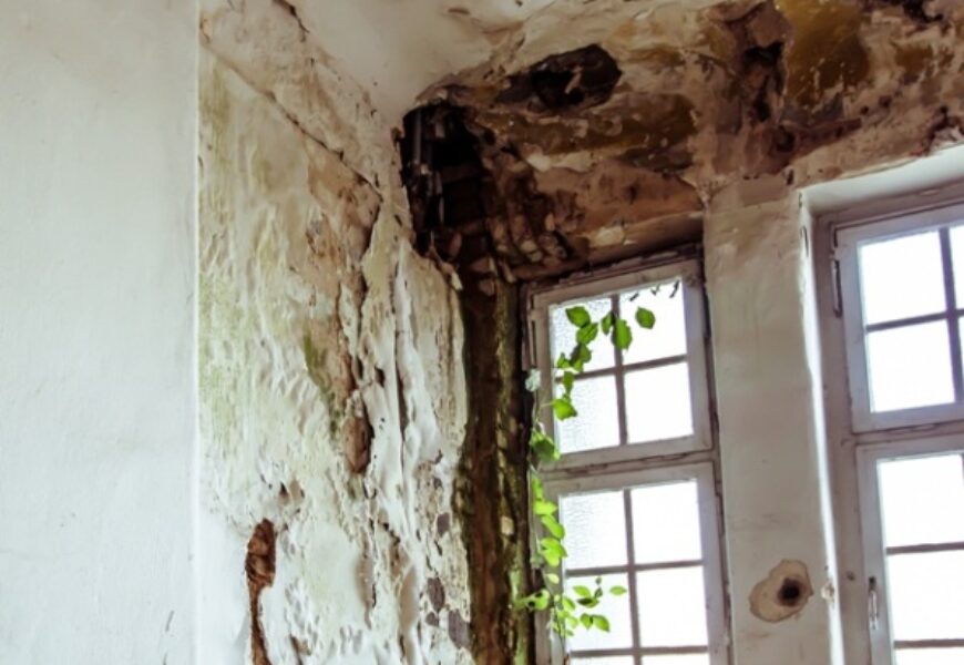 Muffa in casa in affitto: Chi deve intervenire e pagare?