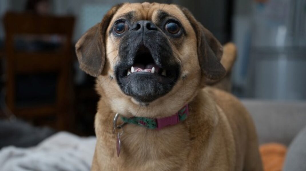 Cane che abbaia: Come gestire il disturbo in condominio?